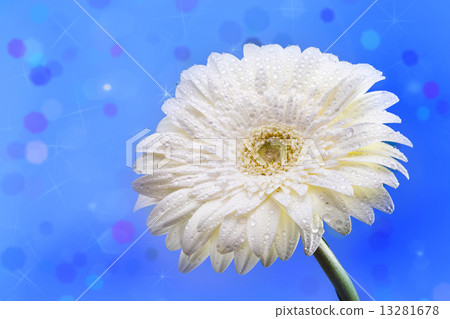 White daisy on a blue abstract background White daisy on a blue abstract background 13281678