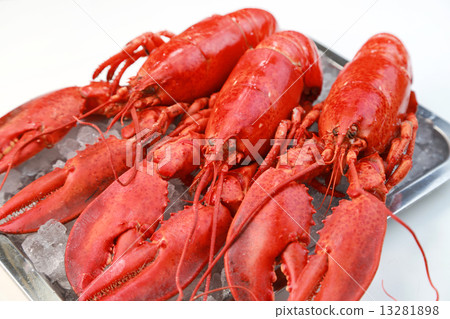 lobster lobster 13281898