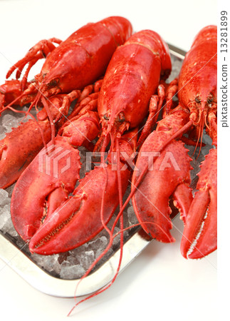 lobster lobster 13281899