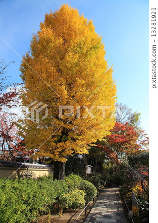 Great ginkgo of Arashiyama 13281921