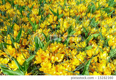 Spring yellow crocuses (macro) 13282160