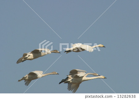 苔原天鵝 苔原天鵝 13282638