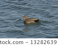 蘆葦鴨 13282639