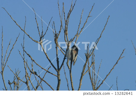 長尾山雀 長尾山雀 13282641
