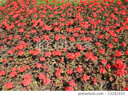 Zonal Pelargonium (Pelargonium zonale), Geranium family Zonal Pelargonium (Pelargonium zonale), Geranium family 13282835