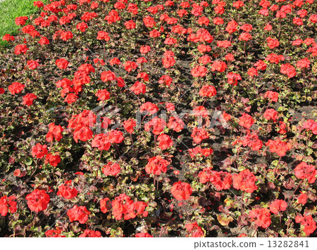 Zonal Pelargonium (Pelargonium zonale), Geranium family Zonal Pelargonium (Pelargonium zonale), Geranium family 13282841