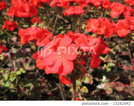 Zonal Pelargonium (Pelargonium zonale), Geranium family Zonal Pelargonium (Pelargonium zonale), Geranium family 13282842