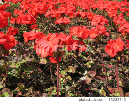 Zonal Pelargonium (Pelargonium zonale), Geranium family 13282843