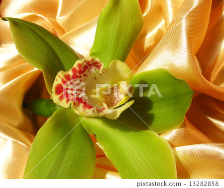 Blooming Orchid Cymbidium Sessa Green Beauty, family Orchidaceae 13282858