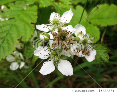 Flowers Blackberry (Rubus) 13282874