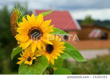 Yellow sunflowers 13283101