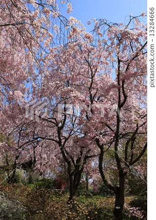 Haraya花園 13284666