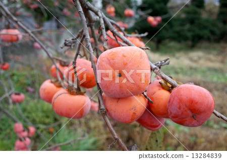 Persimmon nuts Persimmon nuts 13284839