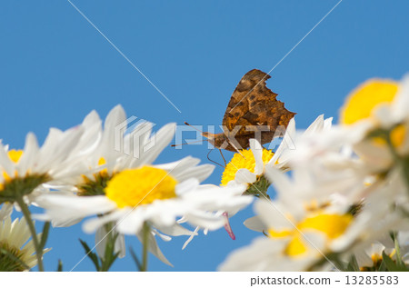 Kitakyusha吸吮菊花 13285583