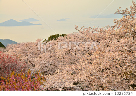 Shimoku Nozan Sakura-san Shimoku Nozan Sakura-san 13285724