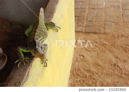 Iguana (Bali / Indonesia) 13285984