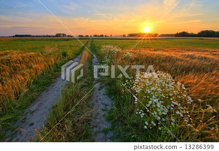 summer landscape summer landscape 13286399