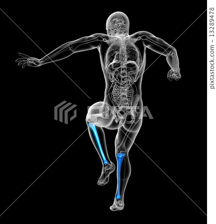 3d render medical illustration of the tibia bone 13289478