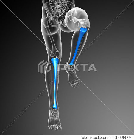 3d render medical illustration of the tibia bone 3d render medical illustration of the tibia bone 13289479