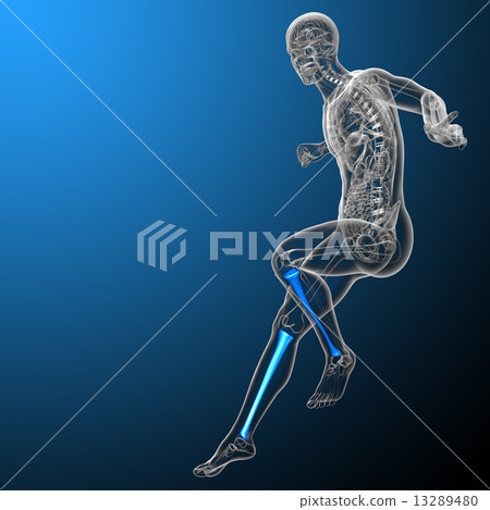 3d render medical illustration of the tibia bone 13289480