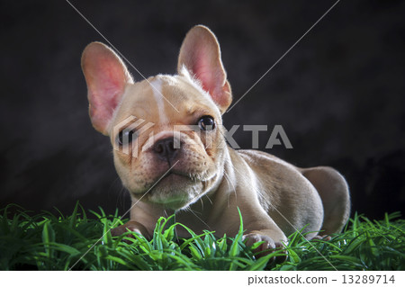 close up lovely face of french bull dog lying on green grass flo close up lovely face of french bull dog lying on green grass flo 13289714
