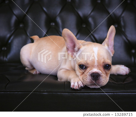 close up face of french bull dog puppy lying on leather sofa 13289715