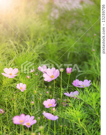 violet color of cosmos flowers in green leaves field use as natu 13289786