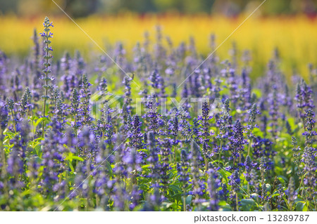 purple flowers in field against yellow blurry background 13289787