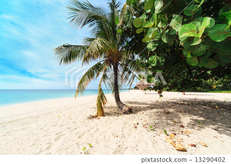 a palm tree on beach 13290402
