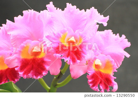 Cattleya 13290550