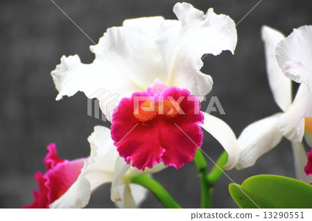 Cattleya 13290551