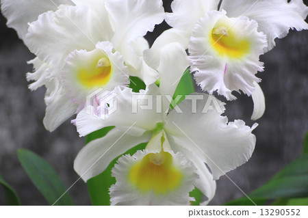 Cattleya 13290552