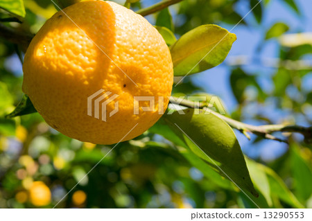 Citrus tree after rain 16 13290553