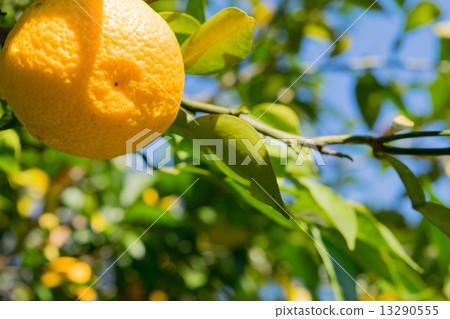 Citrus tree after rain 18 13290555