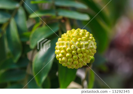 Kari Andora · Haematakekefara Kari Andora · Haematakekefara 13292345