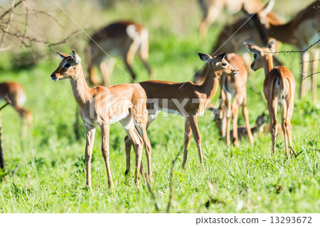 Buck Calf Wildlife Buck Calf Wildlife 13293672