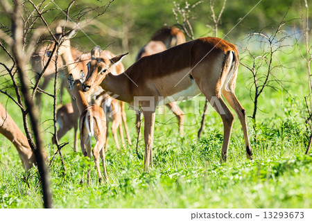 Buck Calf Wildlife Buck Calf Wildlife 13293673