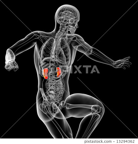 3d render medical illustration of the kidney 13294362