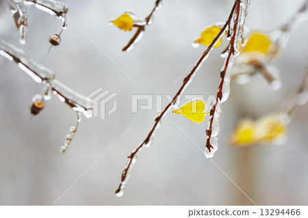 Icy rain Icy rain 13294466