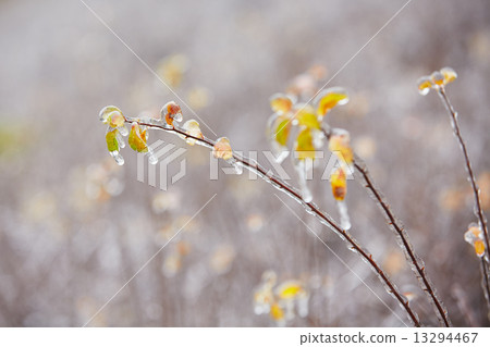 Icy rain Icy rain 13294467