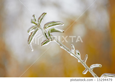 Icy rain Icy rain 13294479