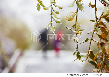 Icy rain 13294480