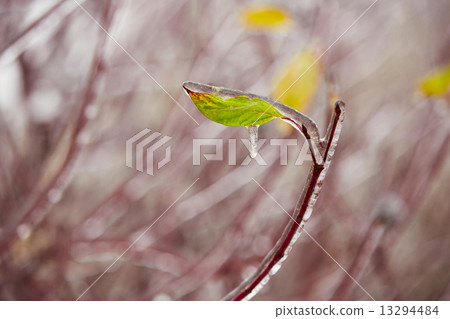 Icy rain Icy rain 13294484