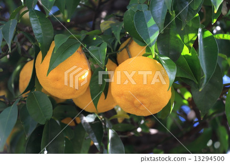 Yuzu 13294500