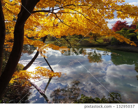 yokuryu-chi pond, maple, yellow leafe 13295037