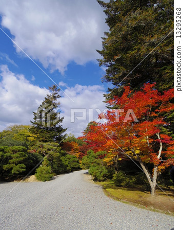 shugakuin imperial villa (kyoto), maple, yellow leafe 13295268