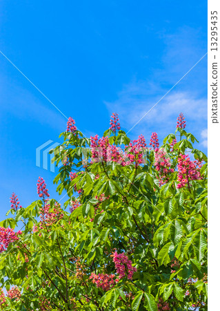 紅花栗子和藍天 13295435