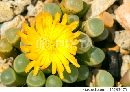 Fenestaria · Loparofila, gun ball, Cranea family, South Africa 13295473