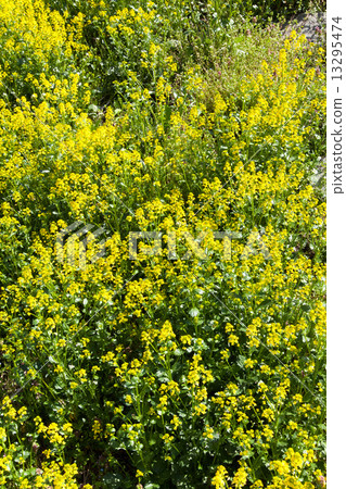 Rape blossoms Rape blossoms 13295474