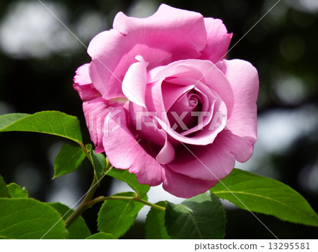 淡紫色雜種茶紫色雲彩上升了。 13295581